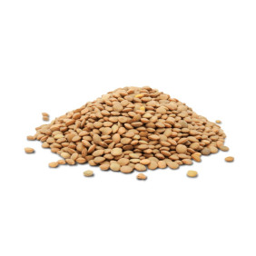 LLENTIA CASTELLANA (KG)