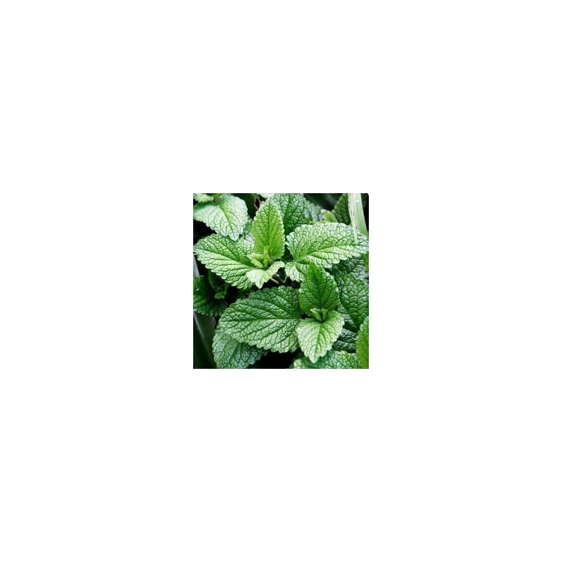 Menta Marroc (Mentha spicata spp marroquí) 20g