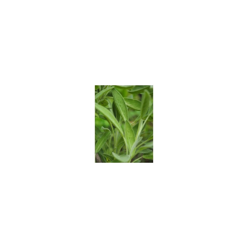 Sàlvia Fulla (Salvia officinalis) 25g