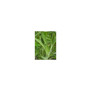 Sàlvia Fulla (Salvia officinalis) 25g