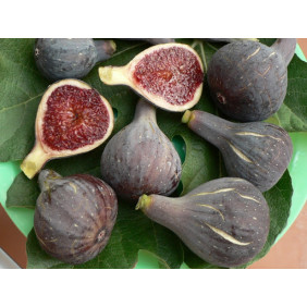 Figues