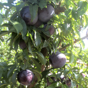 Pruna NEGRE  Splendor ECO