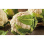 Coliflor (unitat)